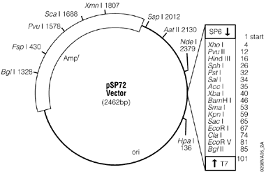 pSP72 Vector.