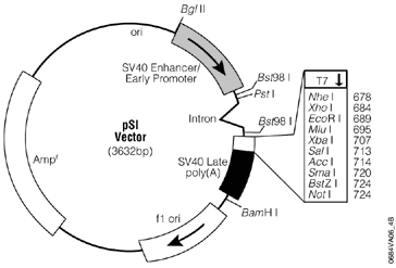 pSI Mammalian Expression Vector.