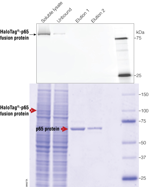 9892TA_500px