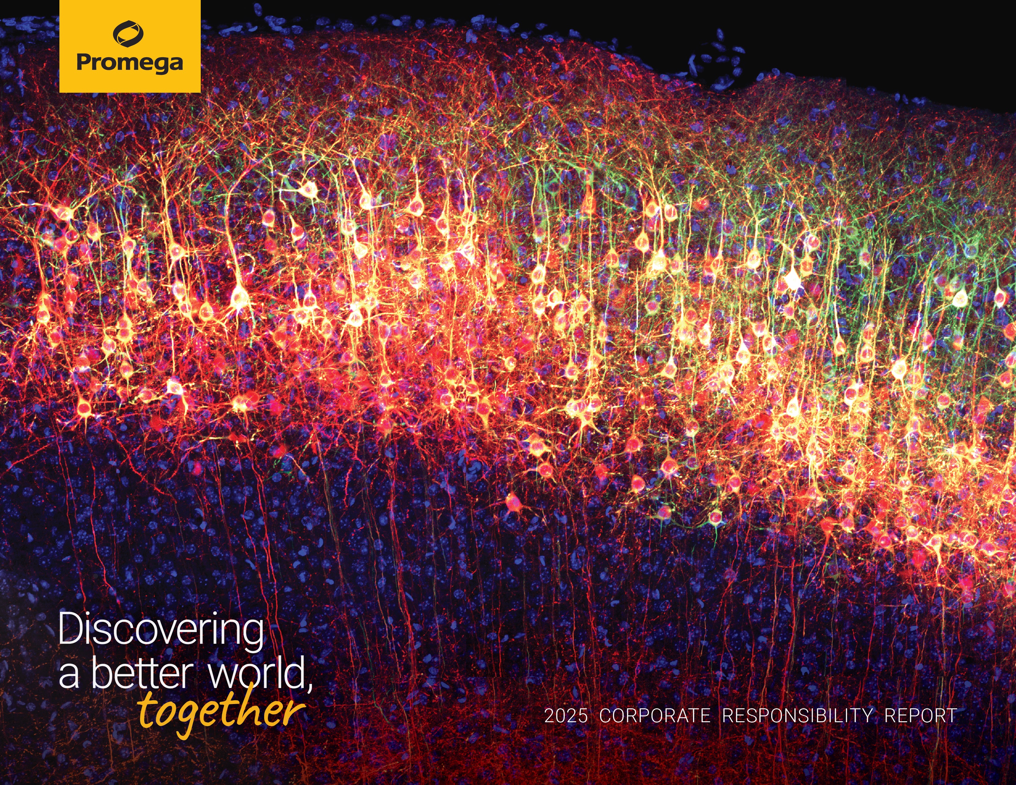 Titelbild des Promega-Berichts zur unternehmerischen Verantwortung 2025 mit einem fluoreszierenden Bild neuronaler Netzwerke. Oben links ist das Promega-Logo auf gelbem Hintergrund zu sehen. Text im Bild: „Discovering a better world, together“ und „2025 Corporate Responsibility Report“. Symbolisiert wissenschaftliche Exzellenz und Engagement für Qualität – passend zur neuen ISO-Zertifizierung des Standorts Madison.