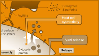 immune-tile-right2