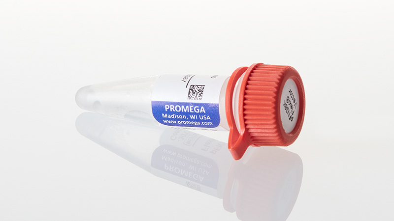 N2401_pFN38K-HiBiT-CMV-neo-Flexi--Vector_3