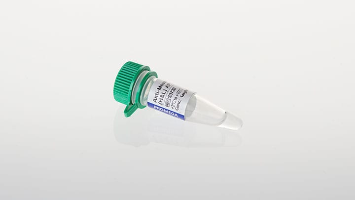 Anti Mouse IgG H+L AP Conjugate 100µl