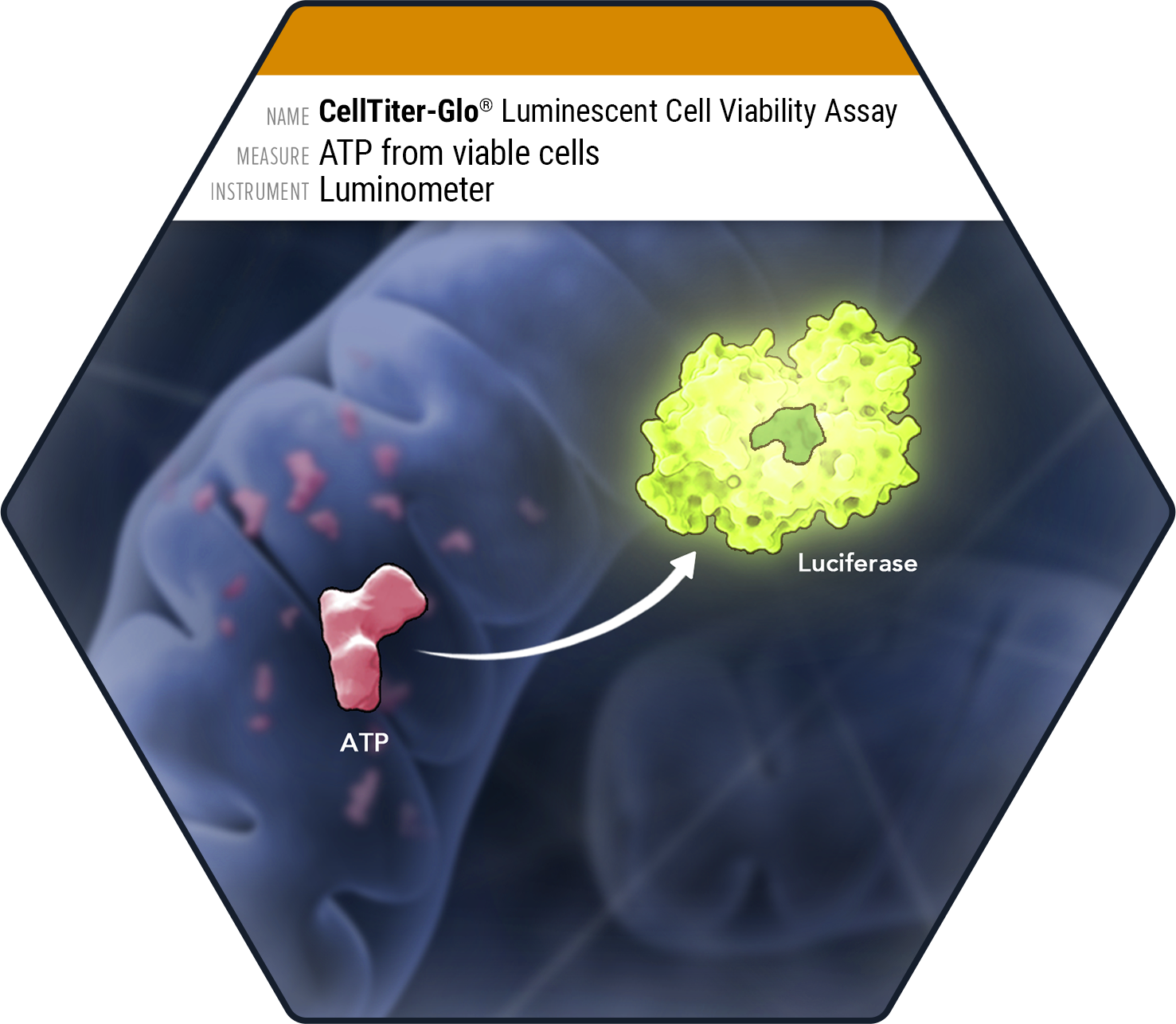 Diagram of the CellTiter-Glo Luminescent Cell Viability Assay showing ATP from viable cells converting to a luciferase reaction, detected by luminometer