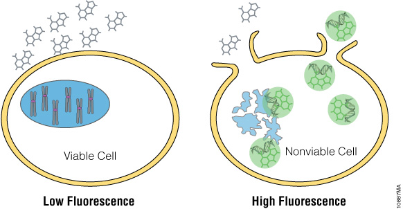 Diagram showing the CellTox™ Green Cytotoxicity Assay, where the dye enters cells with compromised membranes and binds DNA, indicating cell death while viable cells exclude the dye.