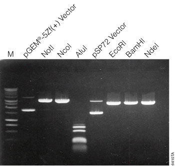 Comparison of 5-minute digestions using six restriction enzymes to cut either pGEM-5Zf(+) or pSP72 Vectors.